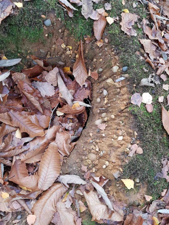 Daws Heath Gravel in West Wood Copyright: Jeff Saward