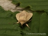 Southern Wainscot  Mythimna straminea 2 Copyright: Graham Ekins