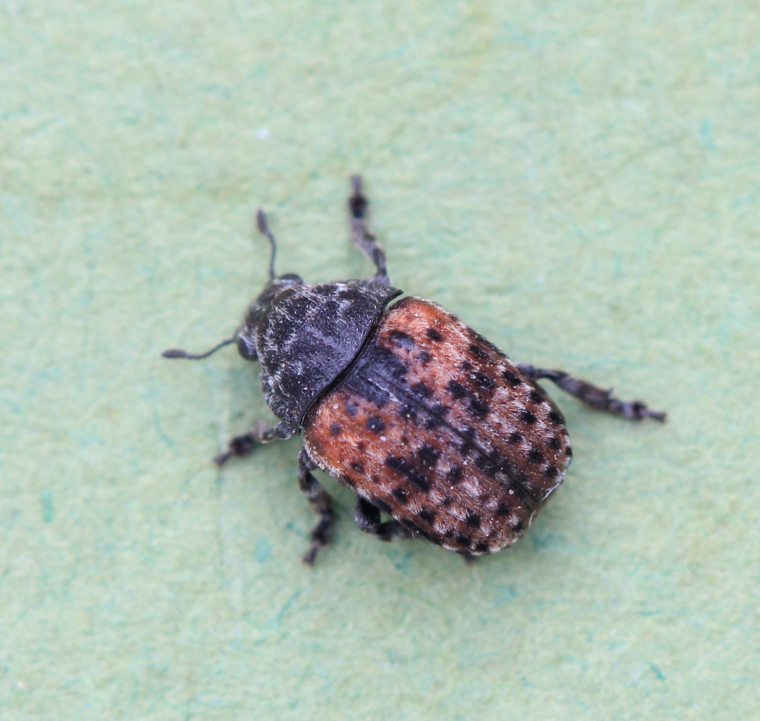 Anthribus fasciatus Copyright: Yvonne Couch