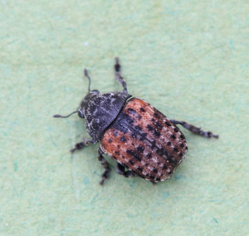 Anthribus fasciatus Copyright: Yvonne Couch