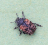 Anthribus fasciatus 