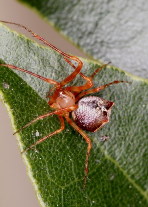 Ero tuberculata female3 Copyright: Peter Harvey