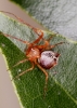 Ero tuberculata female3 Copyright: Peter Harvey