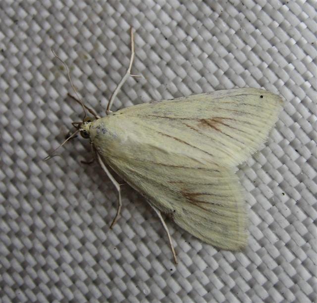 Sitochroa palealis Copyright: Stephen Rolls