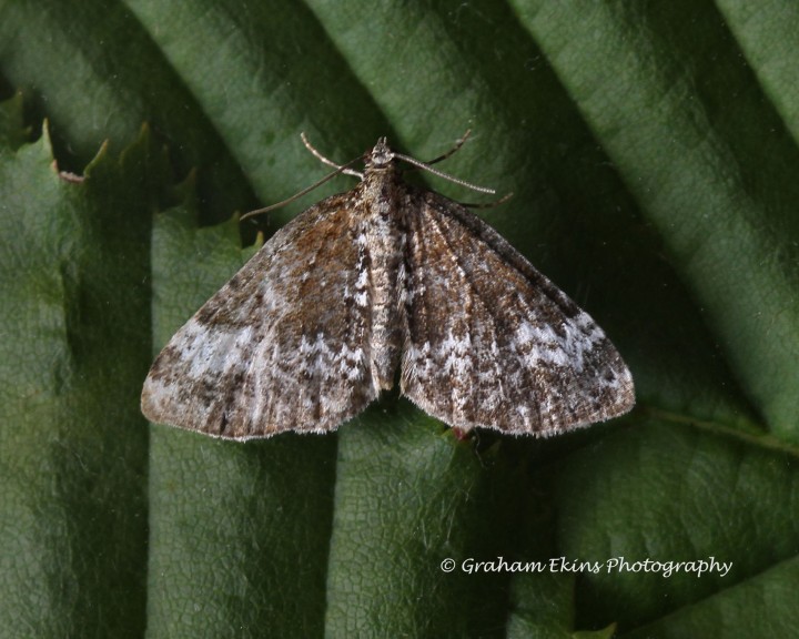 Small rivulet Perizoma alchemillata Copyright: Graham Ekins