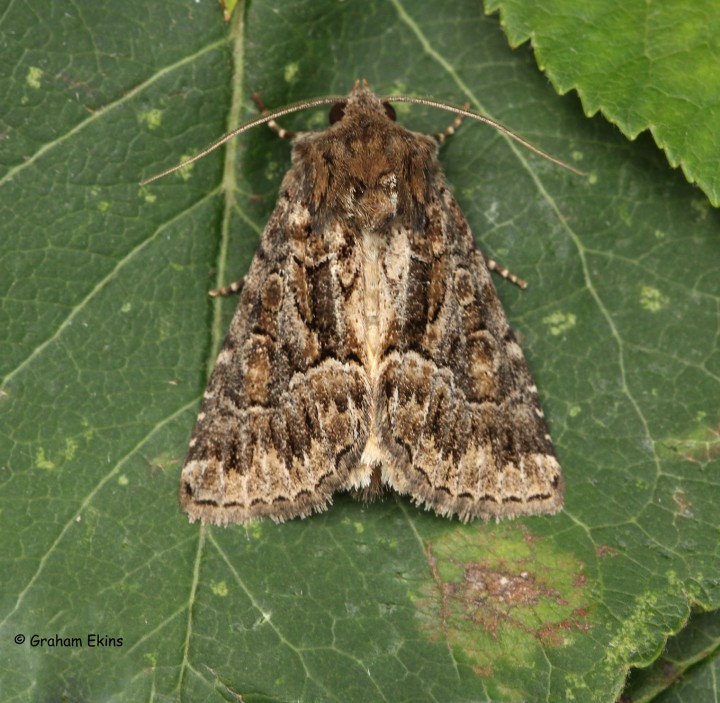 Thalpophila matura  Straw Underwing 2 Copyright: Graham Ekins