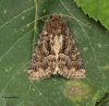 Thalpophila matura  Straw Underwing 2 Copyright: Graham Ekins