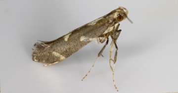 Calybites phasianipennella 14-09-2020 Copyright: Bill Crooks