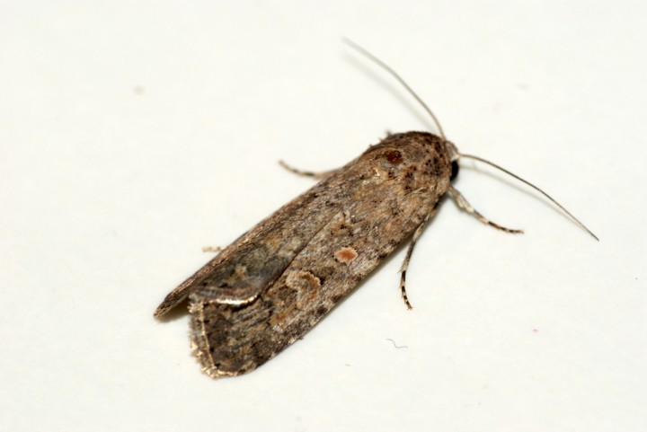 Small Mottled Willow 2 Copyright: Ben Sale