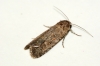 Small Mottled Willow 2 Copyright: Ben Sale