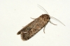 Small Mottled Willow 2