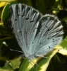 Holly Blue (2)