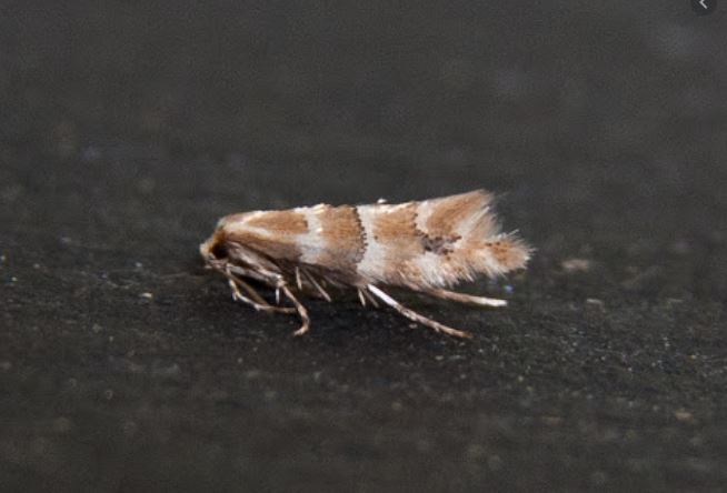 Phyllonorycter emberizaepenella 3 Copyright: Graham Ekins