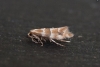 Phyllonorycter emberizaepenella 3