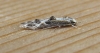 Blastodacna hellerella 2. Copyright: Stephen Rolls