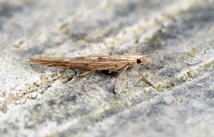 Ypsolopha nemorella 1 Copyright: Ben Sale