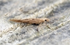 Ypsolopha nemorella 1