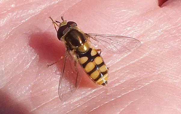 Newly emerged hoverfly Copyright: Peter Pearson