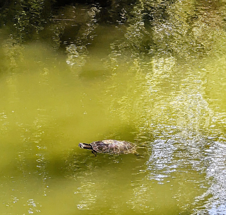 Wendens Ambo The Bell Pond Terrapin Swimming 7 August 2022 Copyright: William George