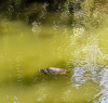 Wendens Ambo The Bell Pond Terrapin Swimming 7 August 2022