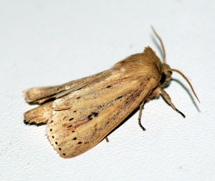 Webbs Wainscot 2 Copyright: Ben Sale