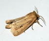 Webbs Wainscot 2