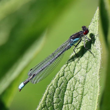 Red-eyed Damselfly Erythromma najas Copyright: Geoff Vowles