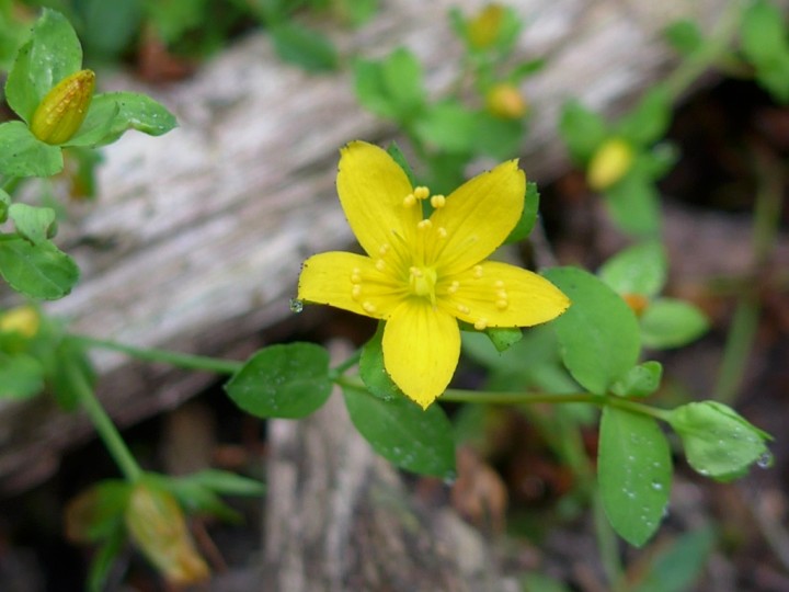 Trailing St John's Wort Copyright: Graham Smith