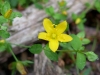 Trailing St John's Wort 