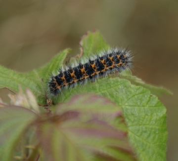 Emperor larva 3rd instar Copyright: Robert Smith