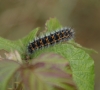 Emperor larva 3rd instar Copyright: Robert Smith