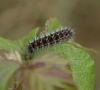 Emperor larva 3rd instar