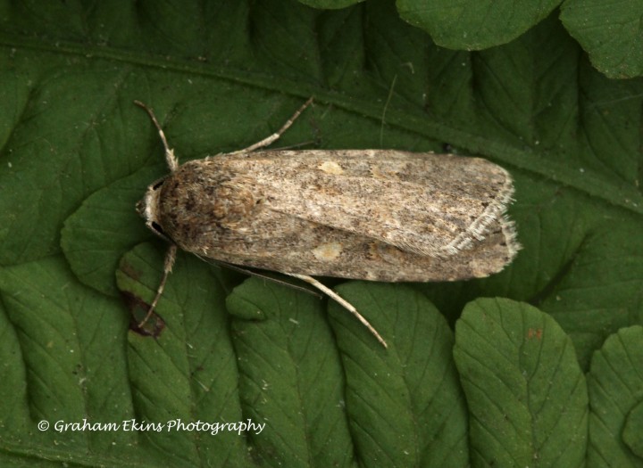 Spodoptera exigua  Small Mottled Willow 6 Copyright: Graham Ekins