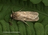 Spodoptera exigua  Small Mottled Willow 6 Copyright: Graham Ekins