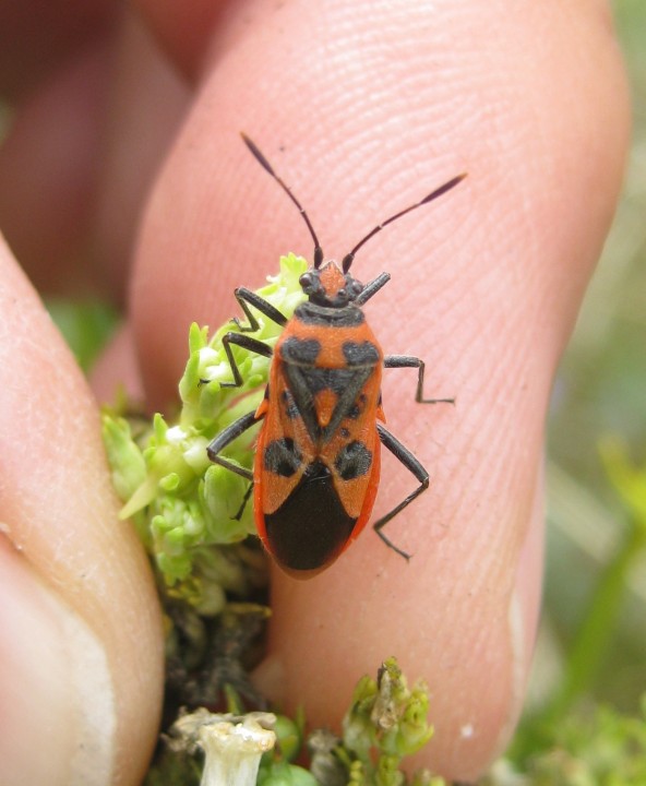 Corizus hyoscyami - Wivenhoe - Aug 2014 Copyright: Greg Smith