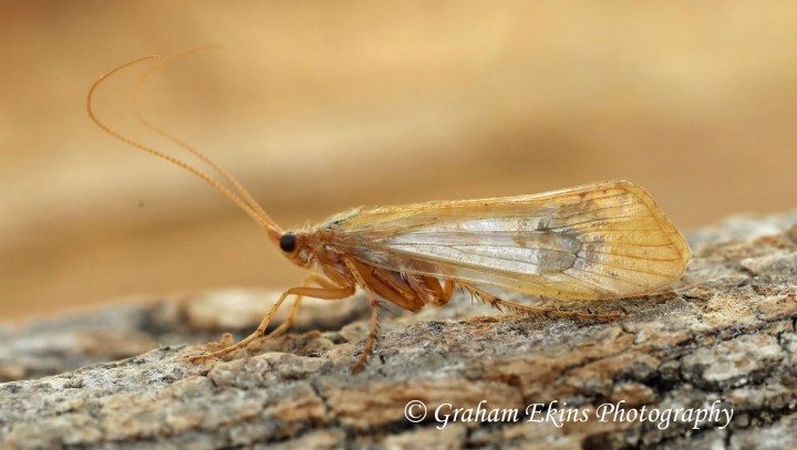 Limnephilus flavicornis 2 Copyright: Graham Ekins