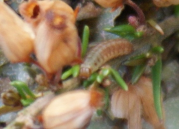 Neofaculta ericetella - larva Copyright: Robert Smith