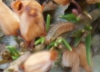 Neofaculta ericetella - larva