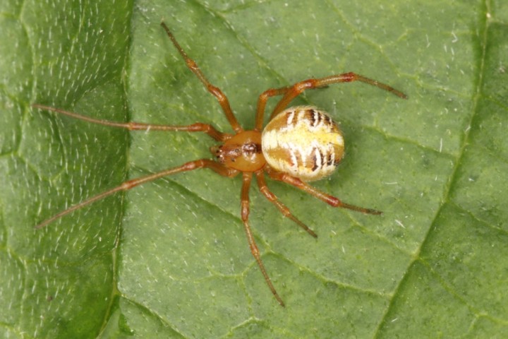 Theridion sisyphium female Copyright: Peter Harvey