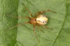Theridion sisyphium female 