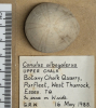 Conulus albogalerus fossil sea urchin top view 