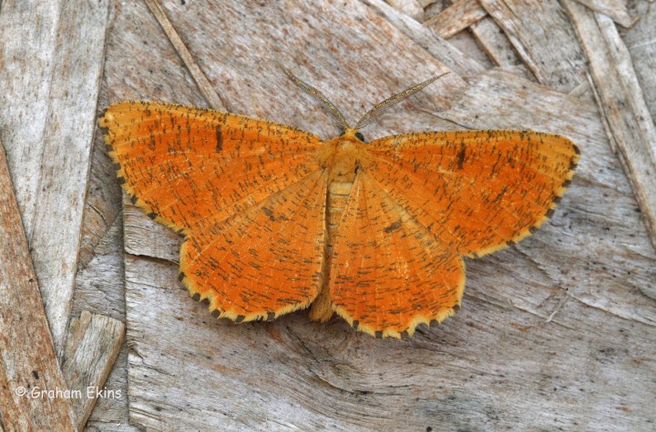 Orange Moth  Angerona prunaria Copyright: Graham Ekins