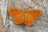 Orange Moth  Angerona prunaria