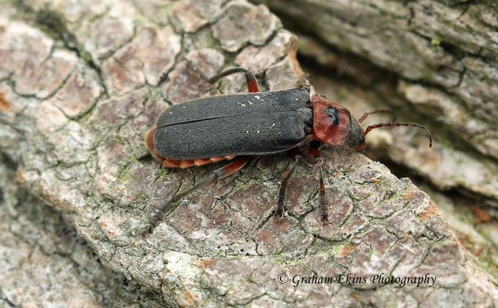 Cantharis rustica 3 (Soldier Beetle) Copyright: Graham Ekins