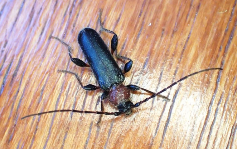 Phymatodes testaceus 3 Copyright: Simon Taylor