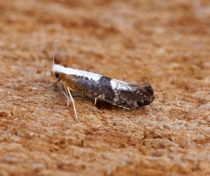 Argyresthia spinosella 1 Copyright: Ben Sale