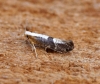 Argyresthia spinosella 1 Copyright: Ben Sale