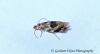 Bucculatrix ulmifoliae 2 GD 8th June 2021 Copyright: Graham Ekins