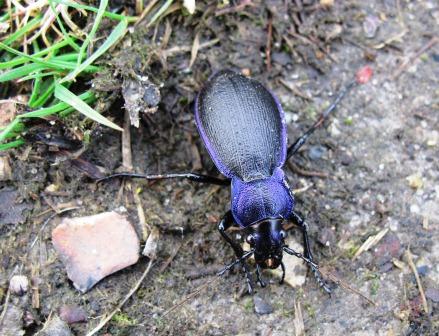 Violet Ground Beetle Copyright: Graham Smith