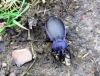 Violet Ground Beetle 